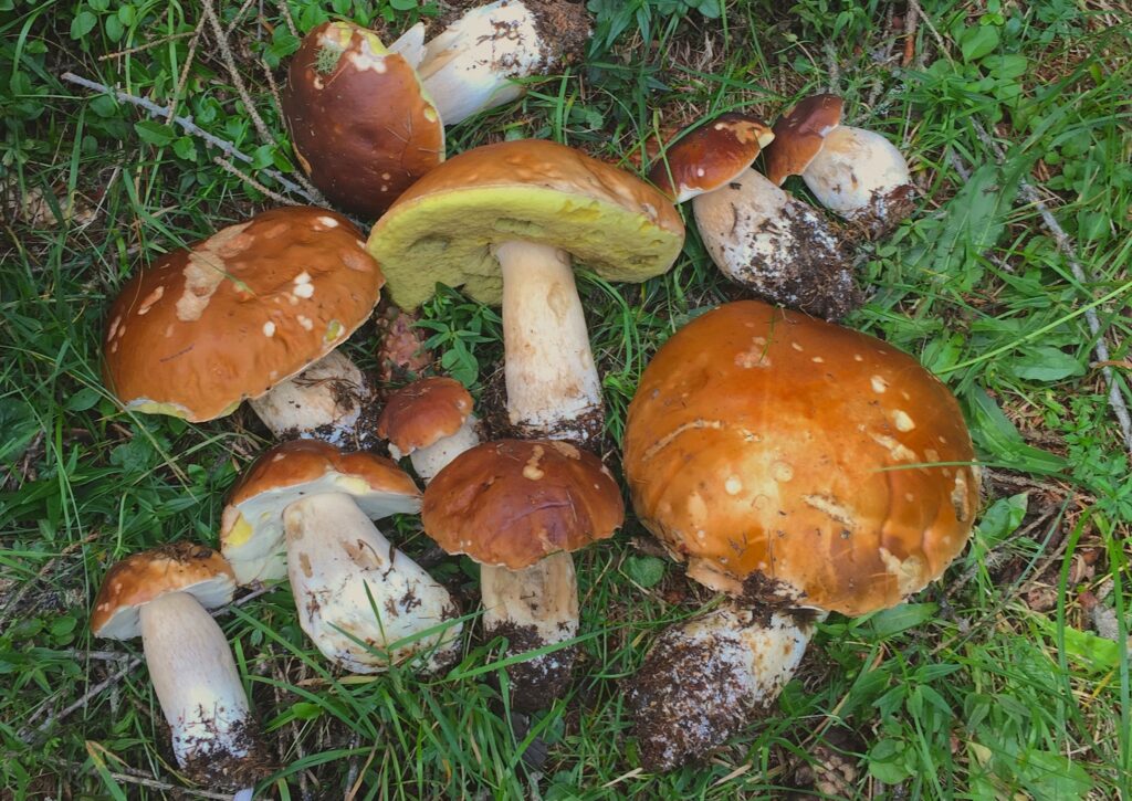 10 funghi porcini di varie dimensioni appena raccolti, poggiati sul terreno