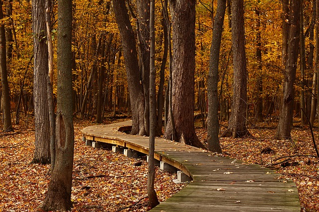 Viale in legno immerso tra gli alberi dai colori dell'autunno